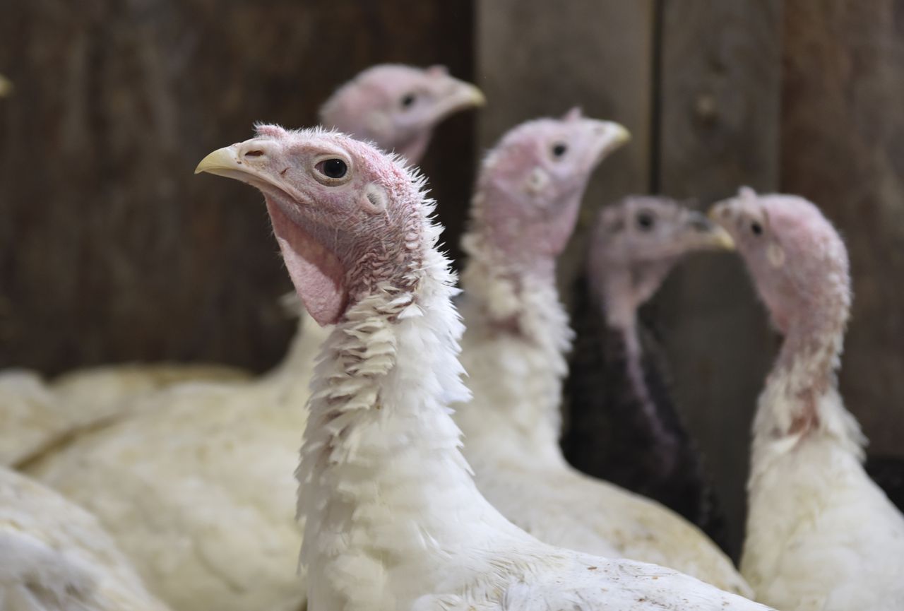 Animal rights group charges abuse at turkey producer founded in Central NY, targets grocers too