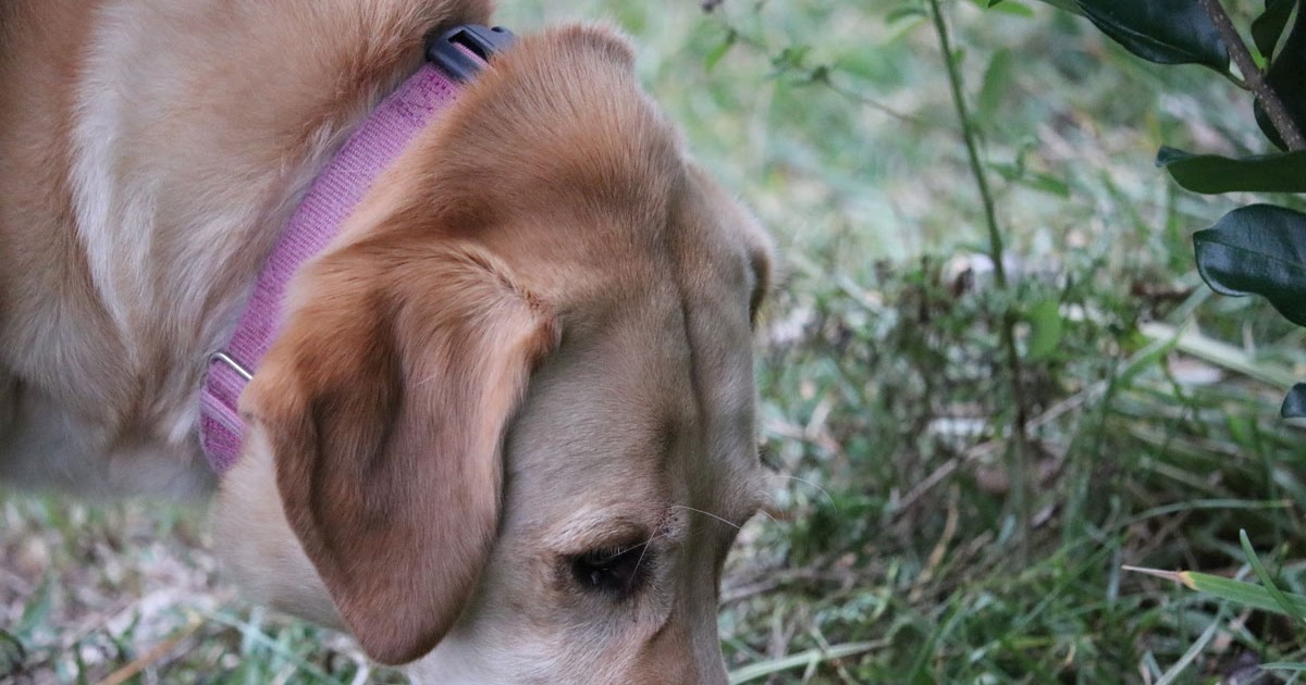 Are scent work classes the new form of enrichment for your dog?