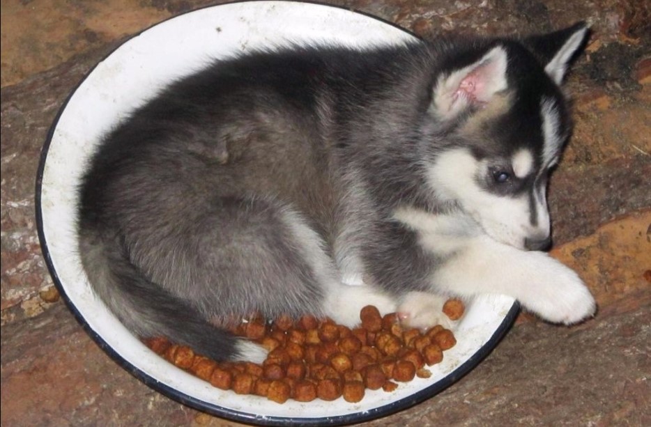 husky puppy food