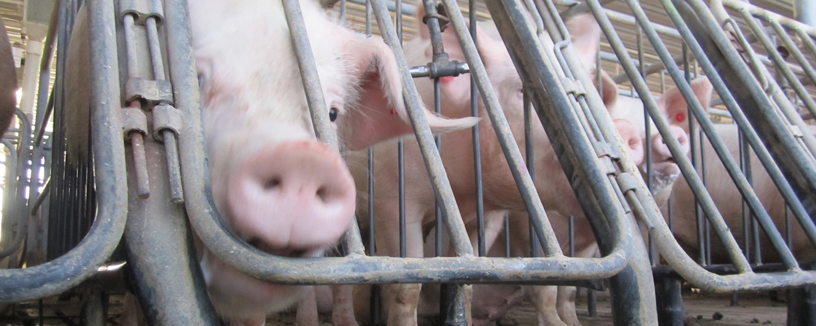 Breaking: Court rules HSUS lawsuit against pork producer Smithfield can proceed