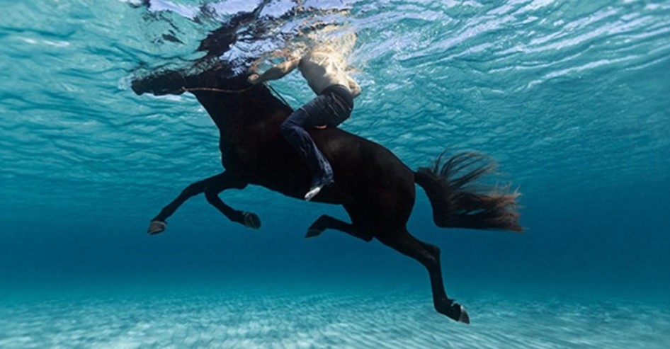 Can Horses Swim ? – Animals Home
