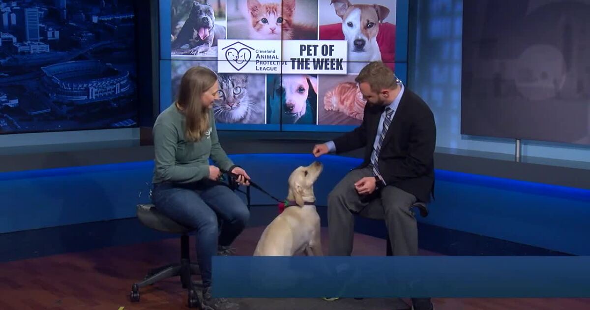 Cleveland Animal Protective League Pet of the Week