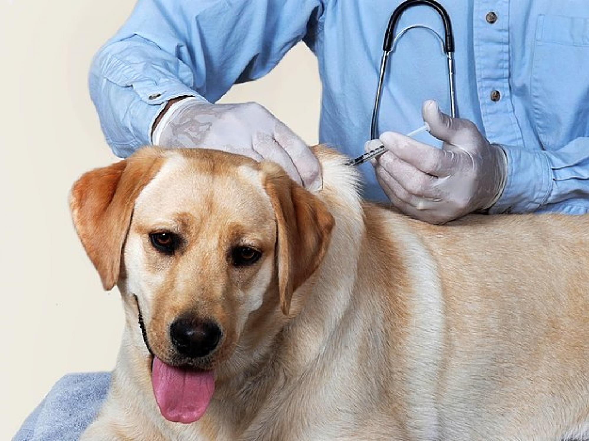 DHHS Announces An Upcoming Animal Rabies Immunization Clinic