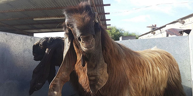 Damascus Goat: Ugliest but Cutest