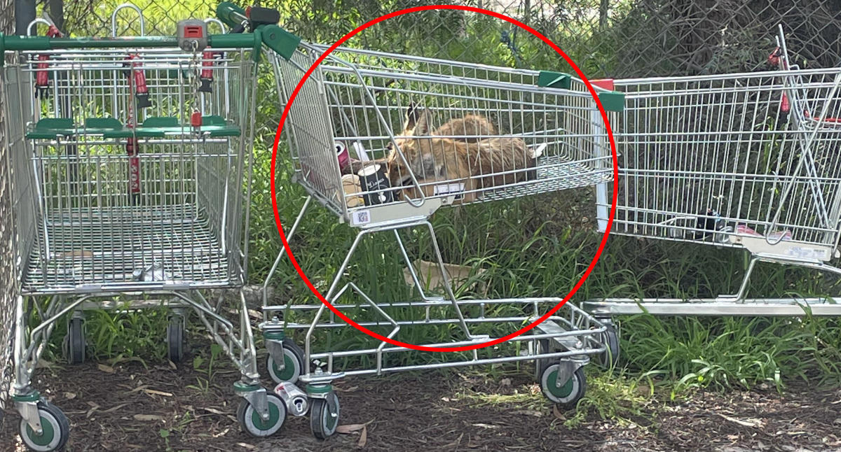 Dead animal found in Woolworths trolley – but why are people celebrating?