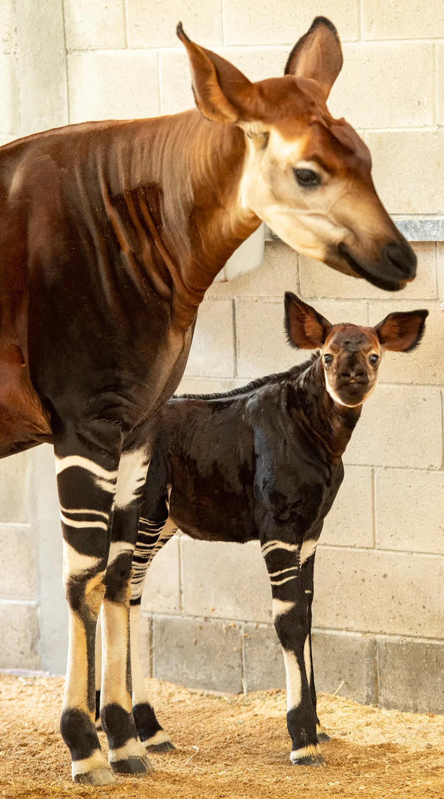 Disney's Animal Kingdom Lodge Welcomes Beni the Baby Okapi