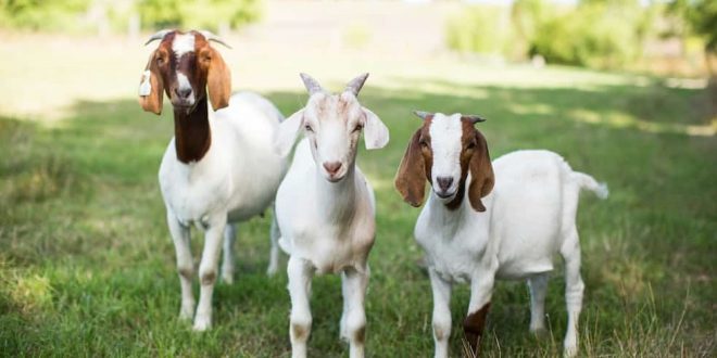 Do You Breed Goats For Meat?