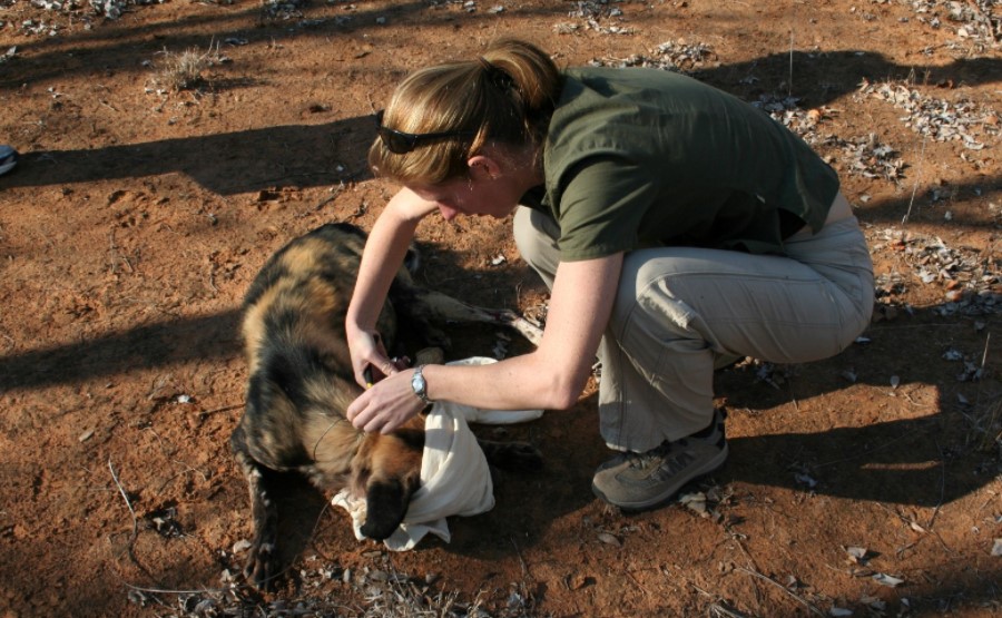 Does African Wild Dog Make a Good Pet?