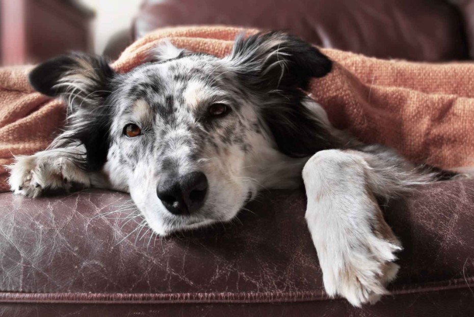 Dog Health Problems |A Complete Guide