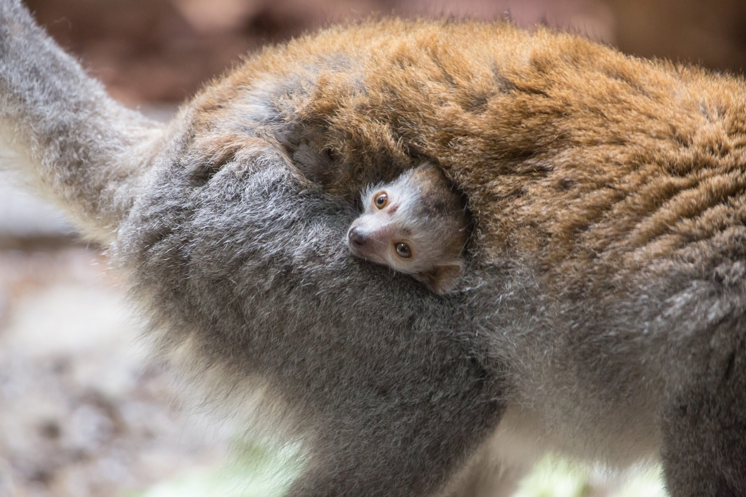 Endangered Crown Lemur Born at Lincoln Park Zoo