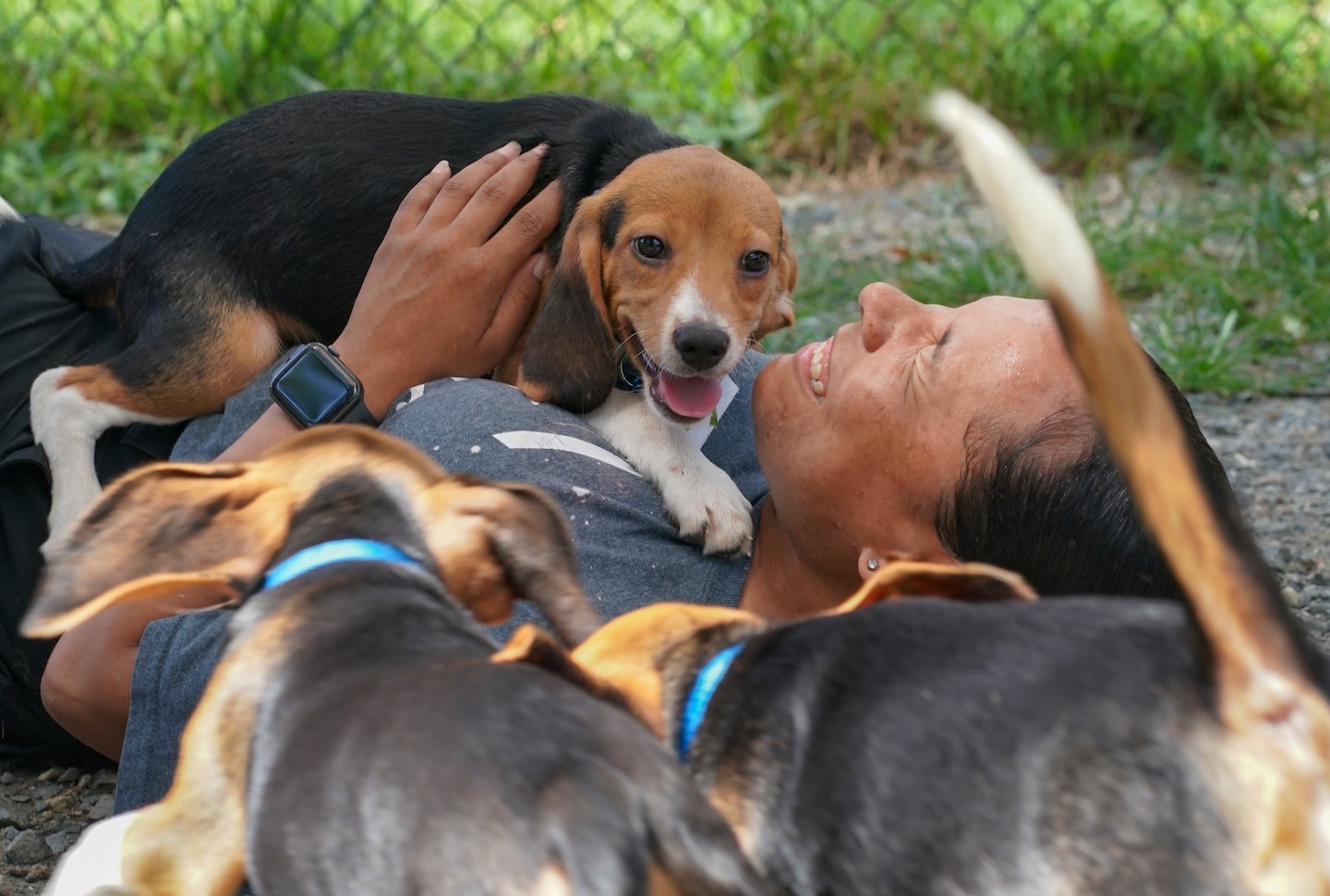 Envigo’s 4,000 beagles rescued in record Humane Society animal welfare seizure