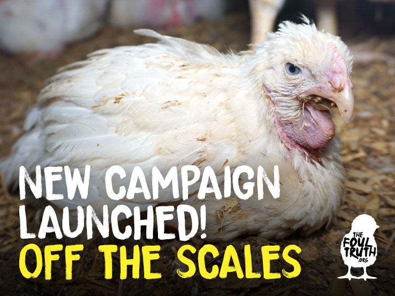 Exposing Suffering That is Off the Scales – Hope Wetherall, Campaigner