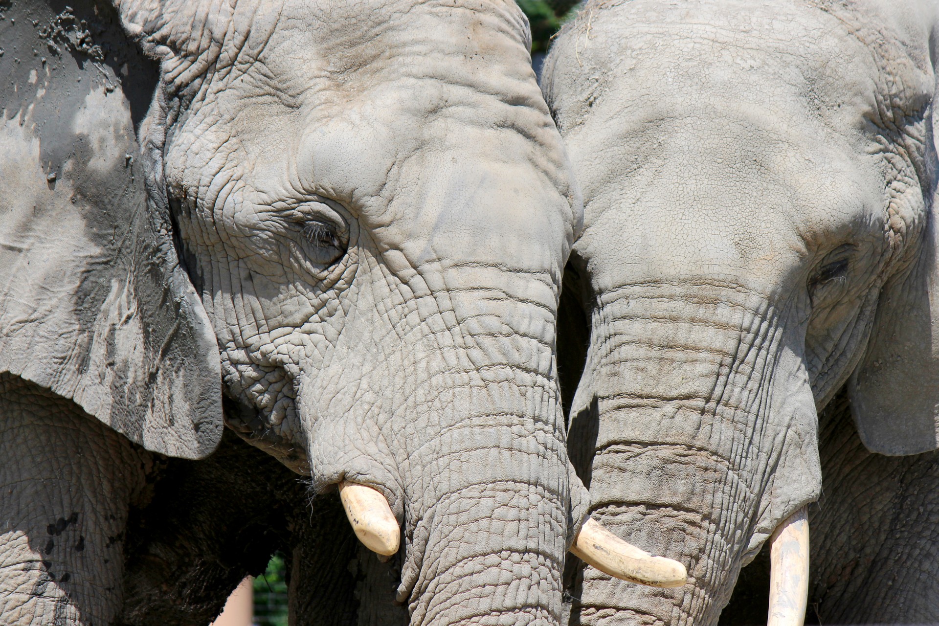 Featured Animal: African Elephant - Animal Fact Guide