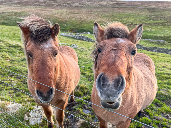 Give us a Carrot! | My Shetland