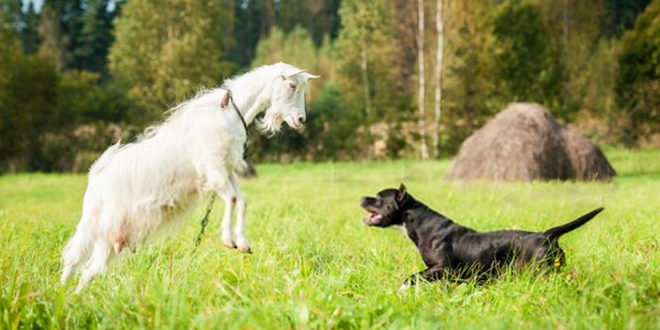 Goat Breeds – Rival Of Dogs To Create An Emotional Bond