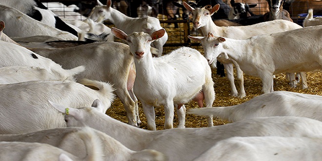 Goat’s Breed Best for Dairy Products