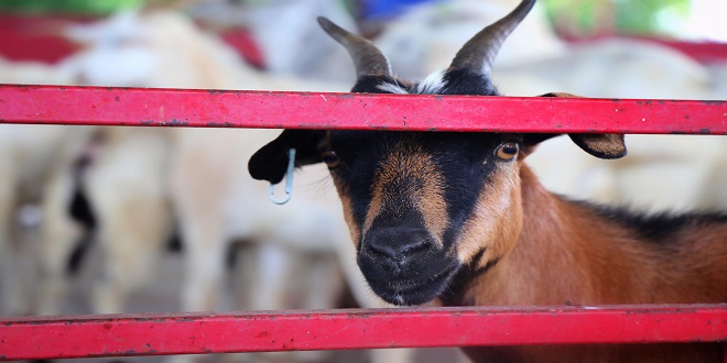 Goat's Breed Demand in Footwear Industry