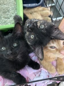 Have a Mom Cat and Kittens? Time to Get Them Fixed!