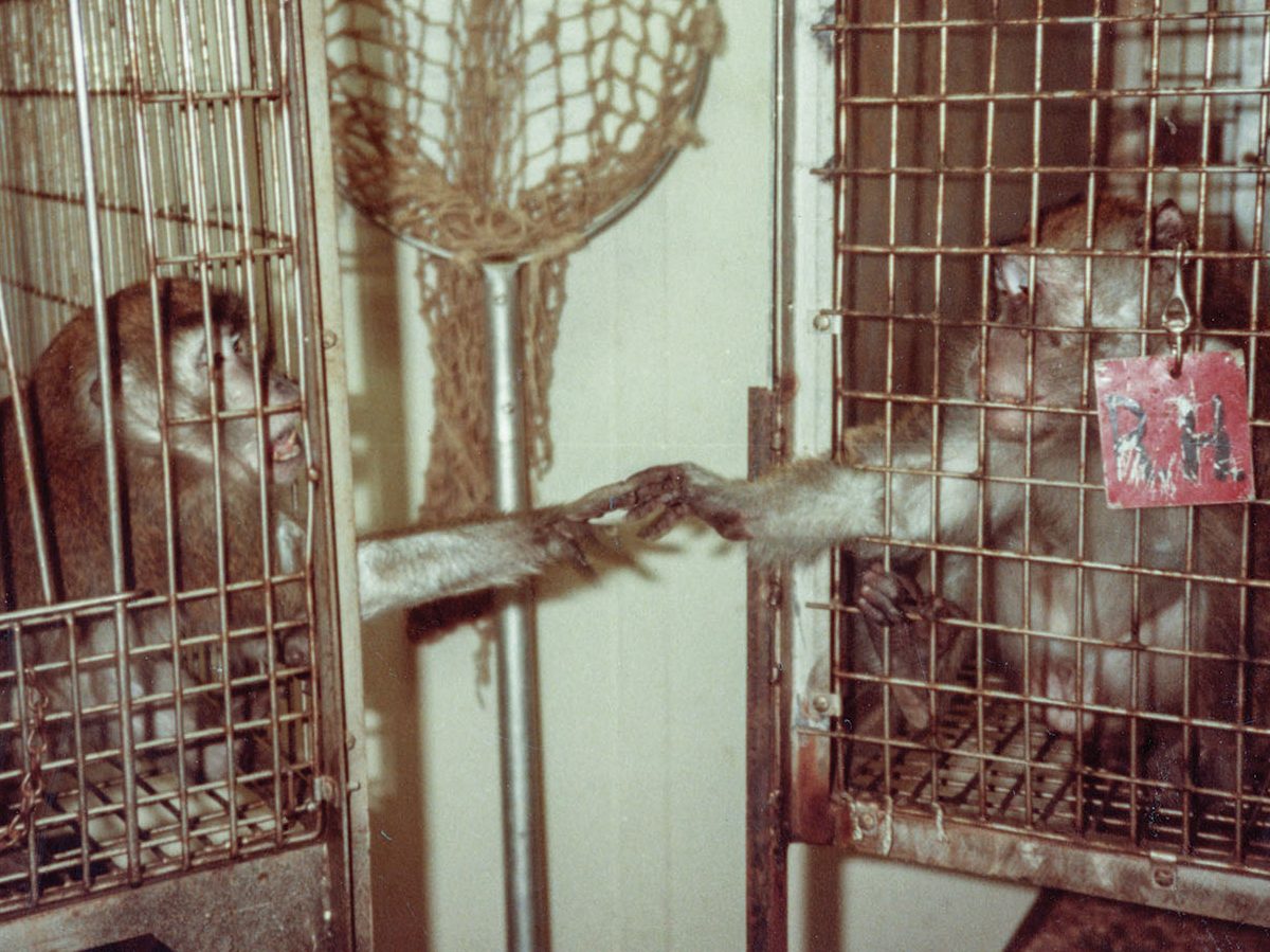 How PETA started the animal rights movement in Silver Spring
