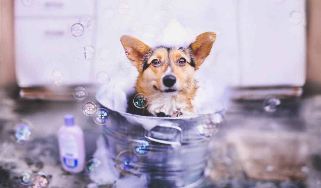 How To Keep Your House Clean with Dogs: A Step-By-Step Guide