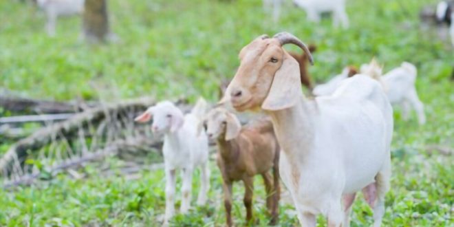 How to Raise Goats - Goatsz.com