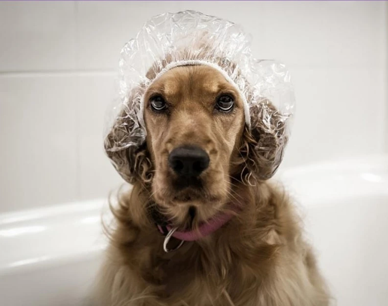 dog in the shower