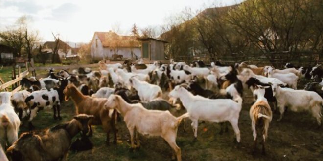 How to raise goats, better breeds, advantages and disadvantages of breeding