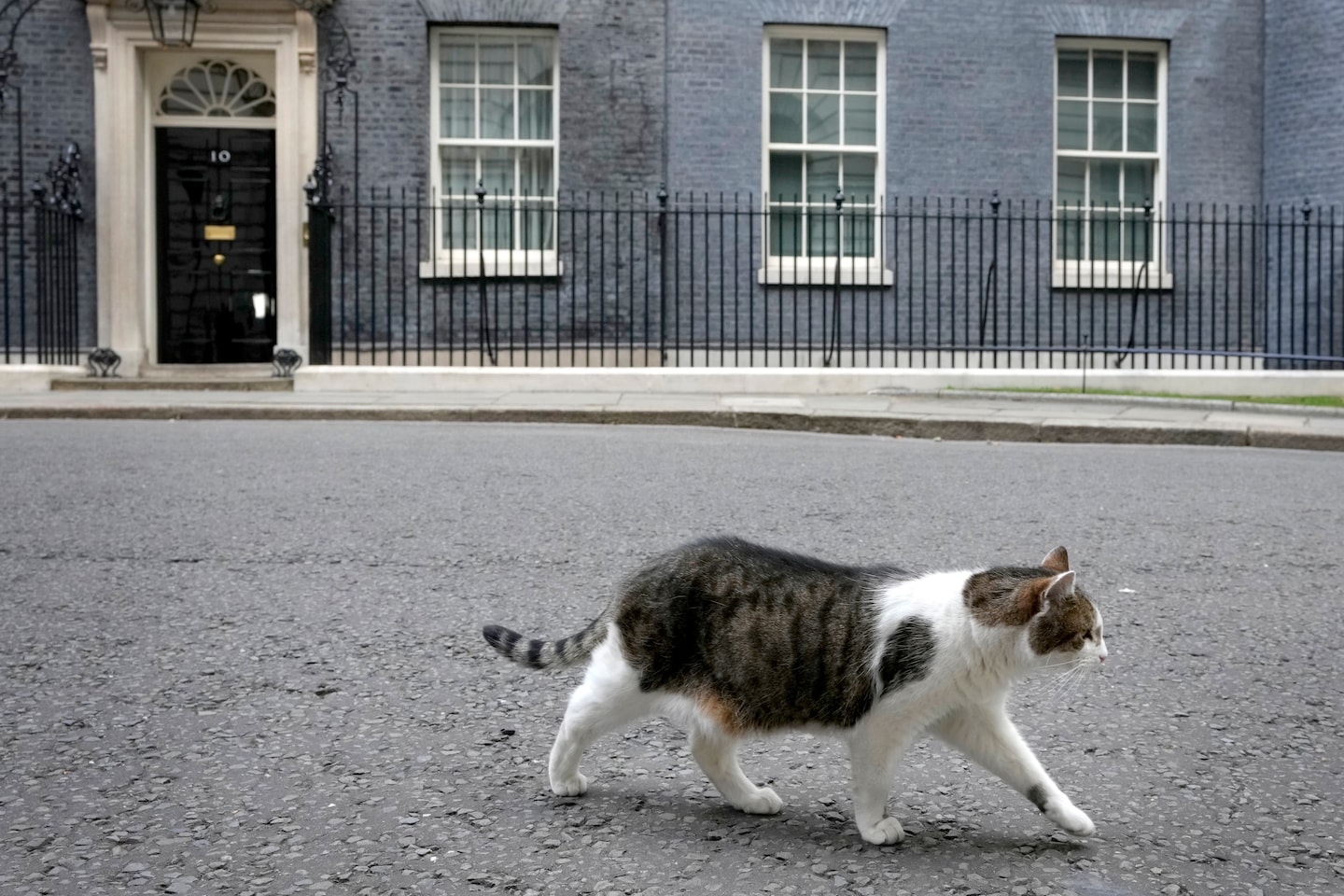 Larry the cat drives off fox in Downing Street animal drama