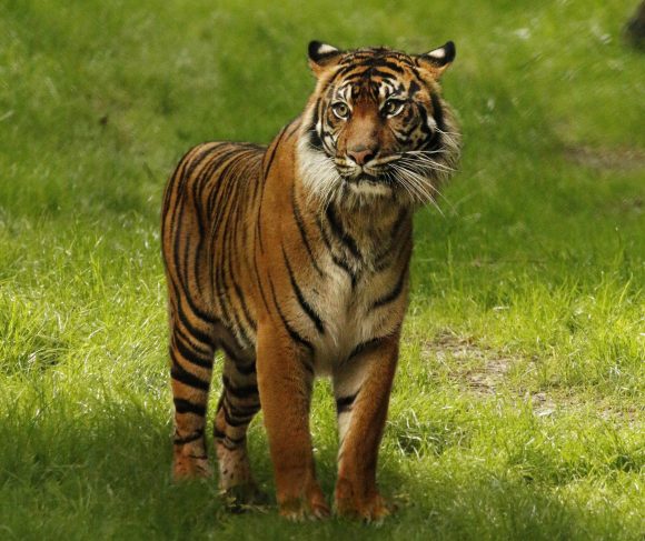 Make smart choices, and save tigers from extinction