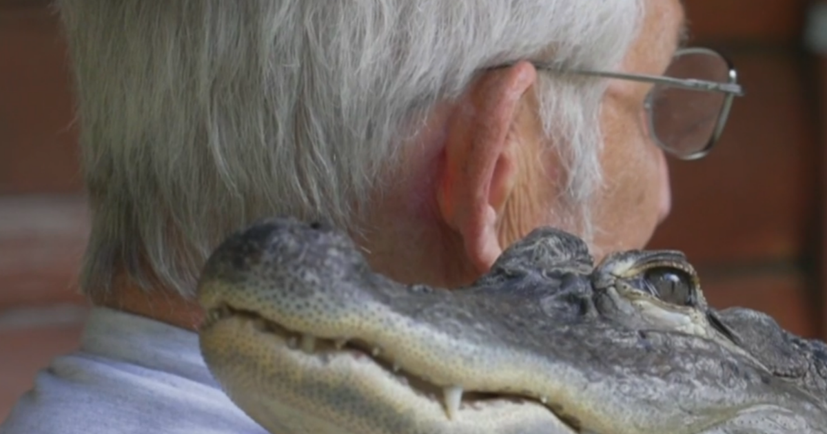 "Makes me feel loved": Pennsylvania man's alligator becomes emotional support animal