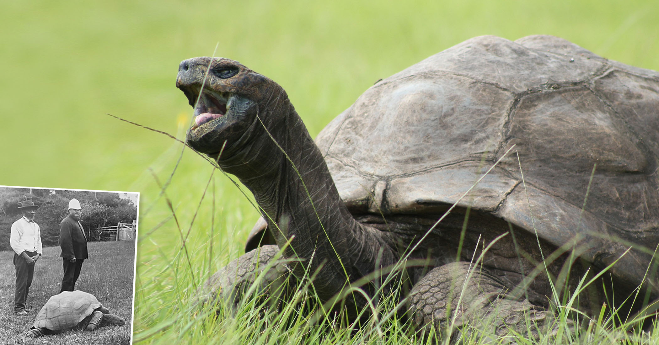 Meet the World’s Oldest Living Land Animal, Jonathan the Tortoise Who Is 190 Years Old