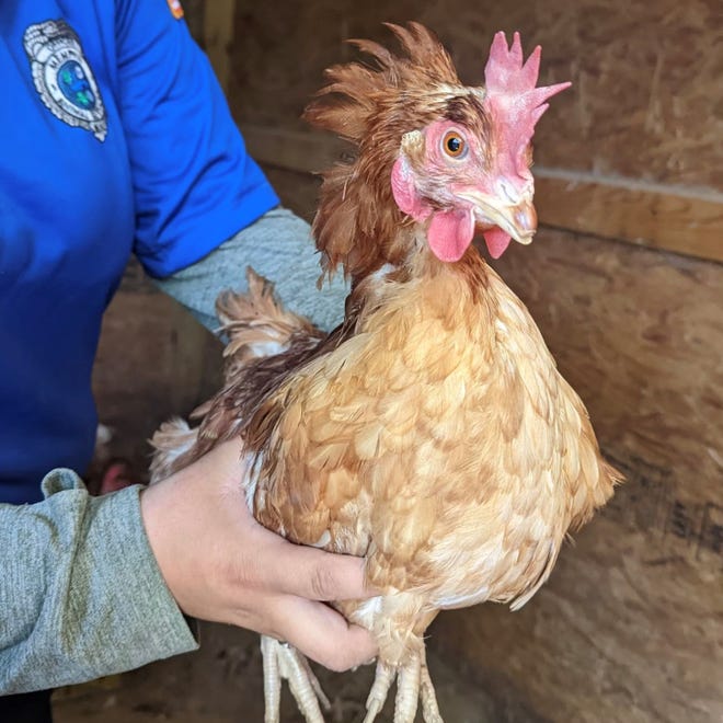Memphis Animal Services gets hundreds of chickens from cruelty case