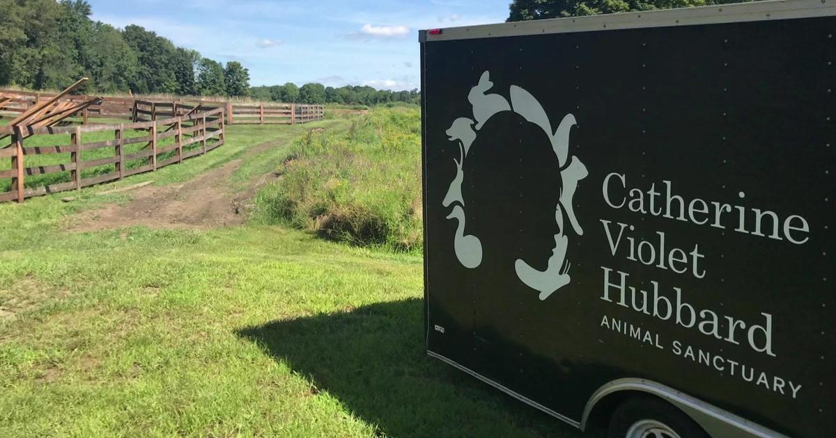 Mother of Sandy Hook shooting victim Catherine Violet Hubbard starts animal sanctuary in her honor to help heal