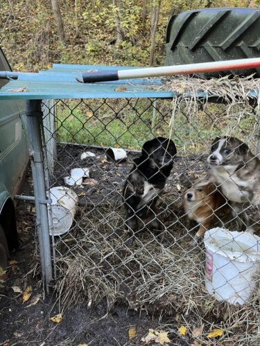 Multiple Animals Rescued From Property in Bellaire | News, Sports, Jobs