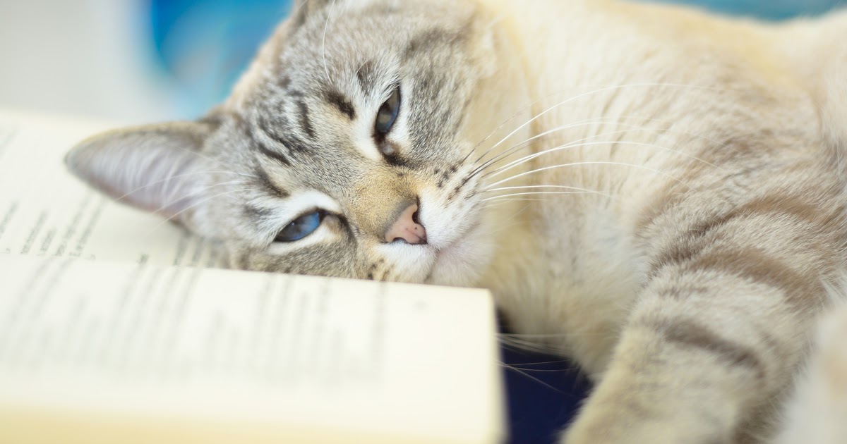 My Piece at BBC Science Focus on Cat Books