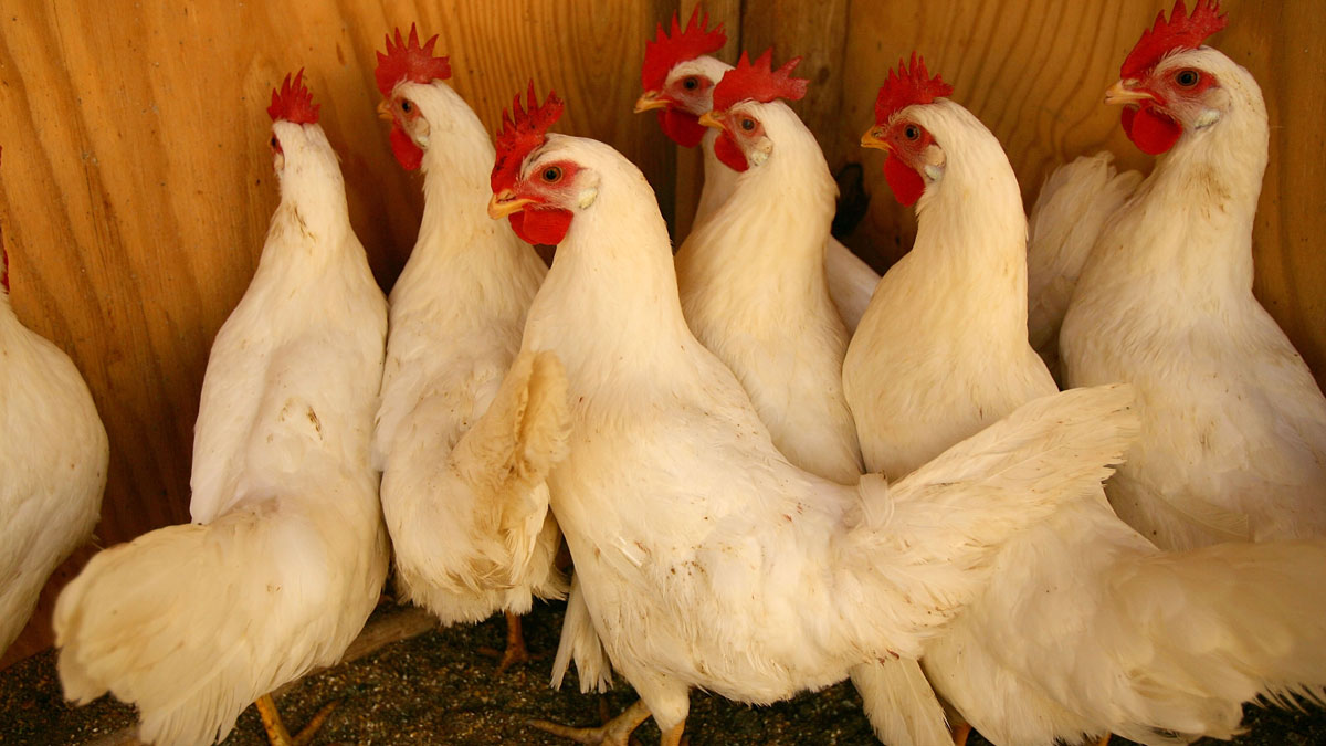 NJ Animal Refuge Closes, Culls Birds Due to Deadly Avian Flu – NBC10 Philadelphia