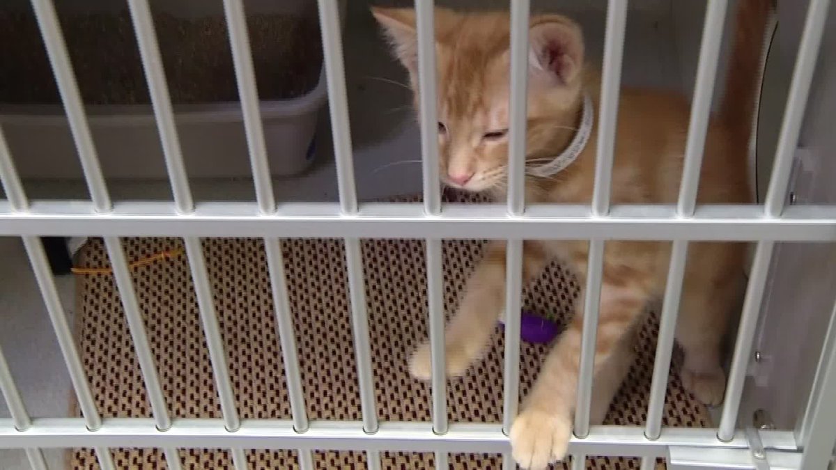 Need low-cost Spay/Neuter Options? LA Animal Services Can Help – NBC Los Angeles