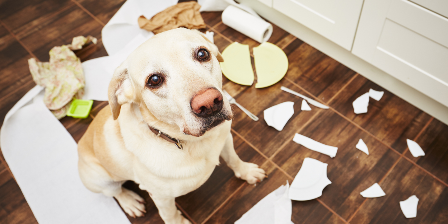 New Free Course – Six Simple Steps to Solve Your Dog’s Behavior Problems
