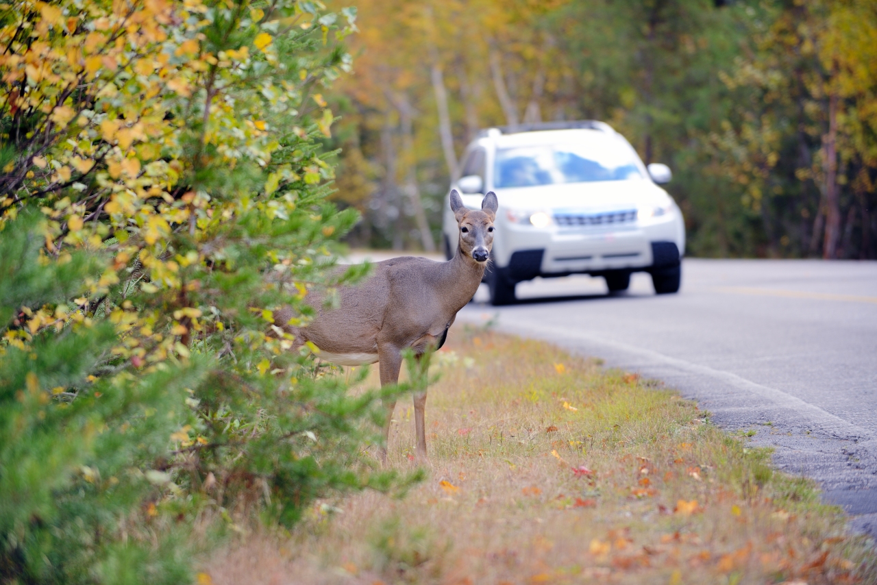 Oh, deer: Monroe Co. second highest county for animal-car crashes