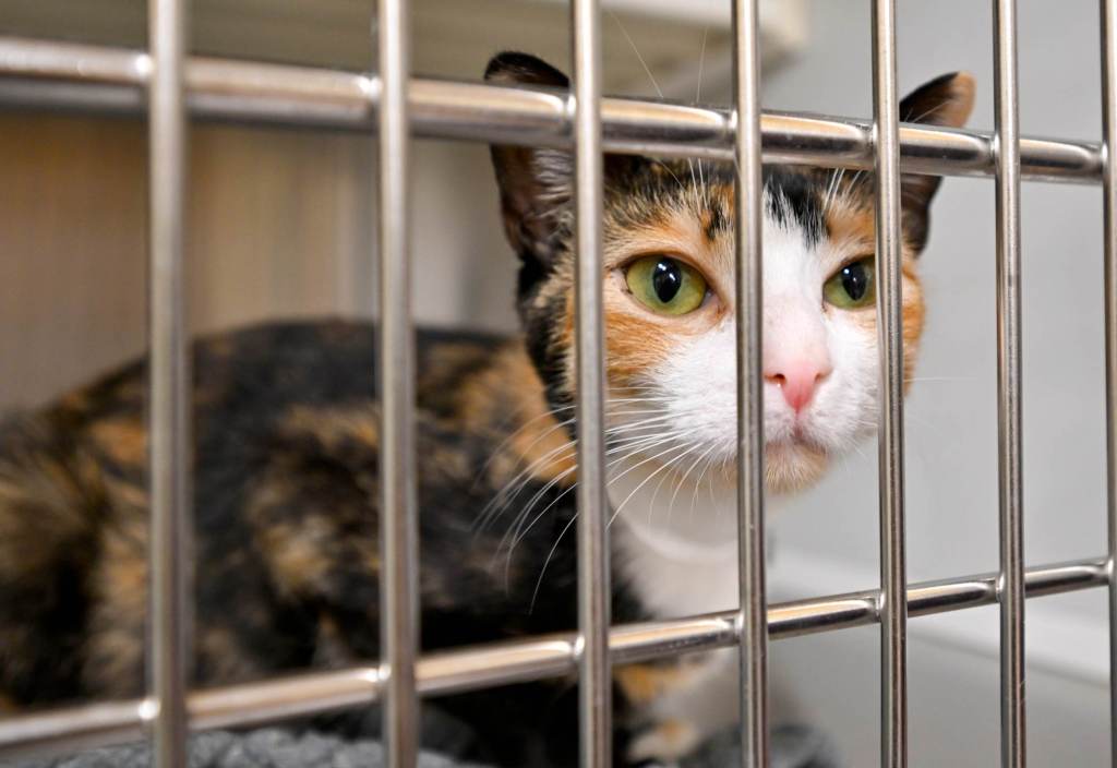 Orange County animal shelter puts bureaucracy above animals – Orange County Register