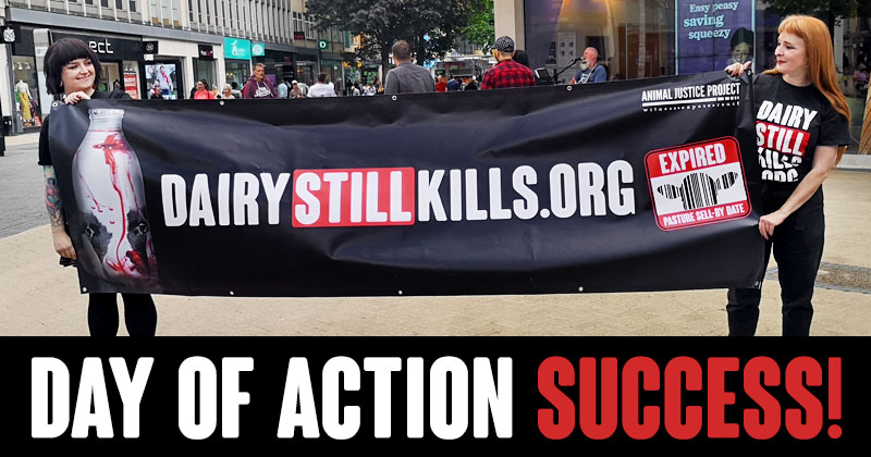 Our Dairy Still Kills Day of Action has a BIG impact for calves – Hope Wetherall, Campaigns Volunteer