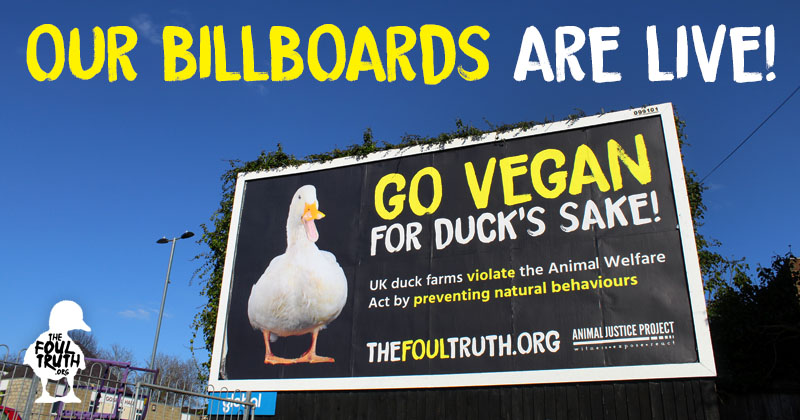 Our Down with Duck Farming Billboards are Live – The Foul Truth – Ayrton Cooper, Campaigns Manager