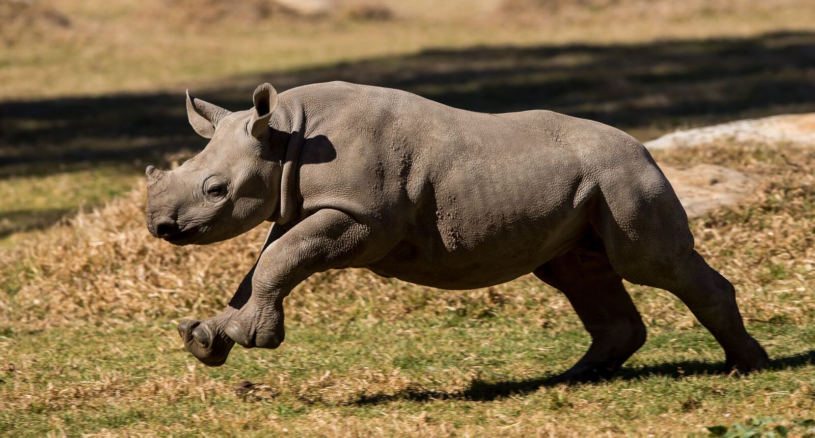 Black rhino calf running