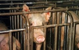 Pandemics, Consumption of Animals, and Ag-Gag Laws