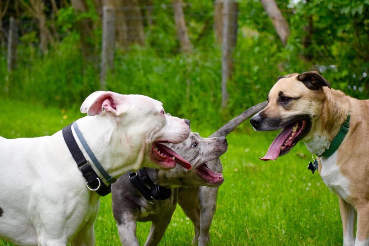 Perpetuating the Myth of “Pit Bull” Dog High Pain Tolerance Doesn’t Help Dogs, It Hurts Them