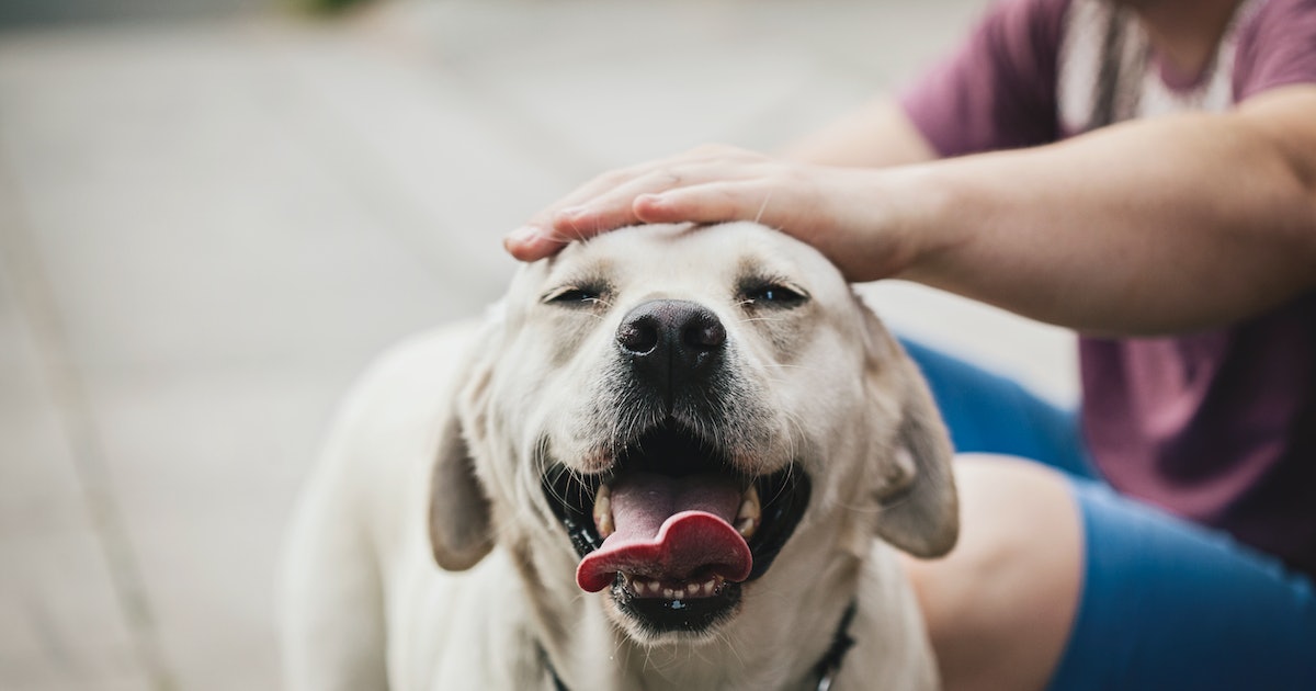 Petting a dog has a curiously therapeutic effect on the brain, study finds