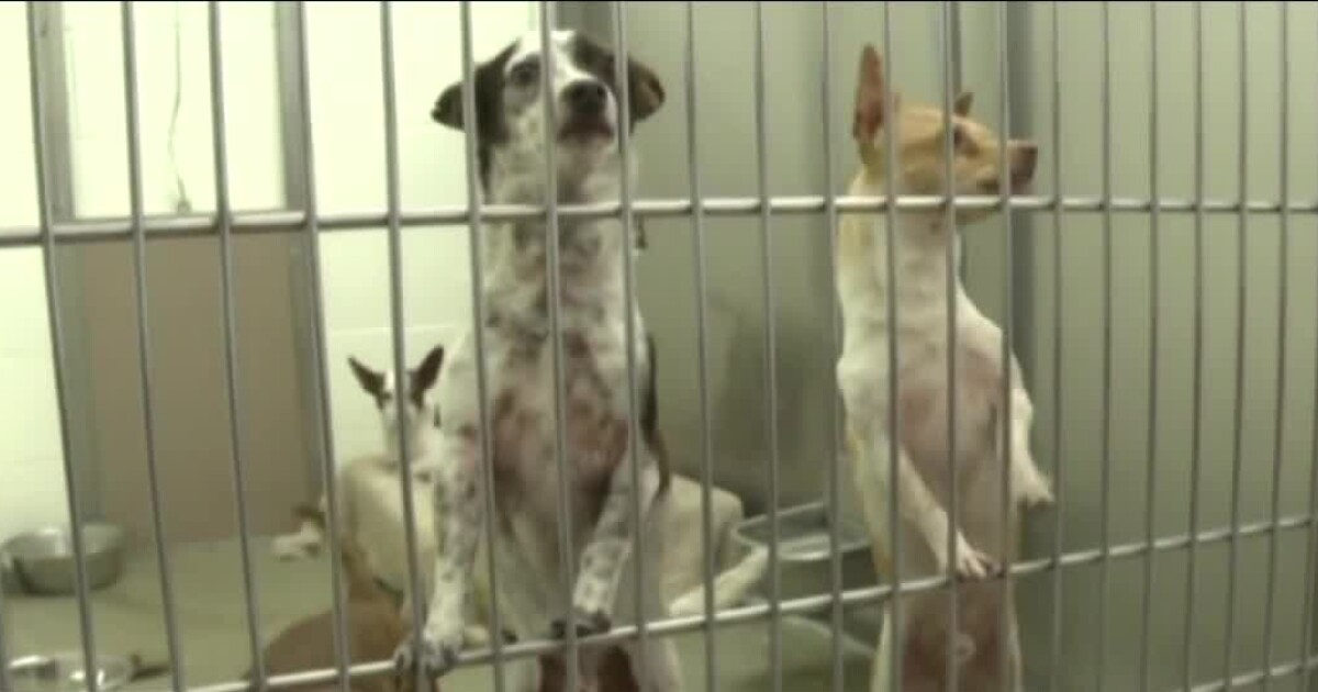Pima Animal Care Center receiving dogs after hoarder case