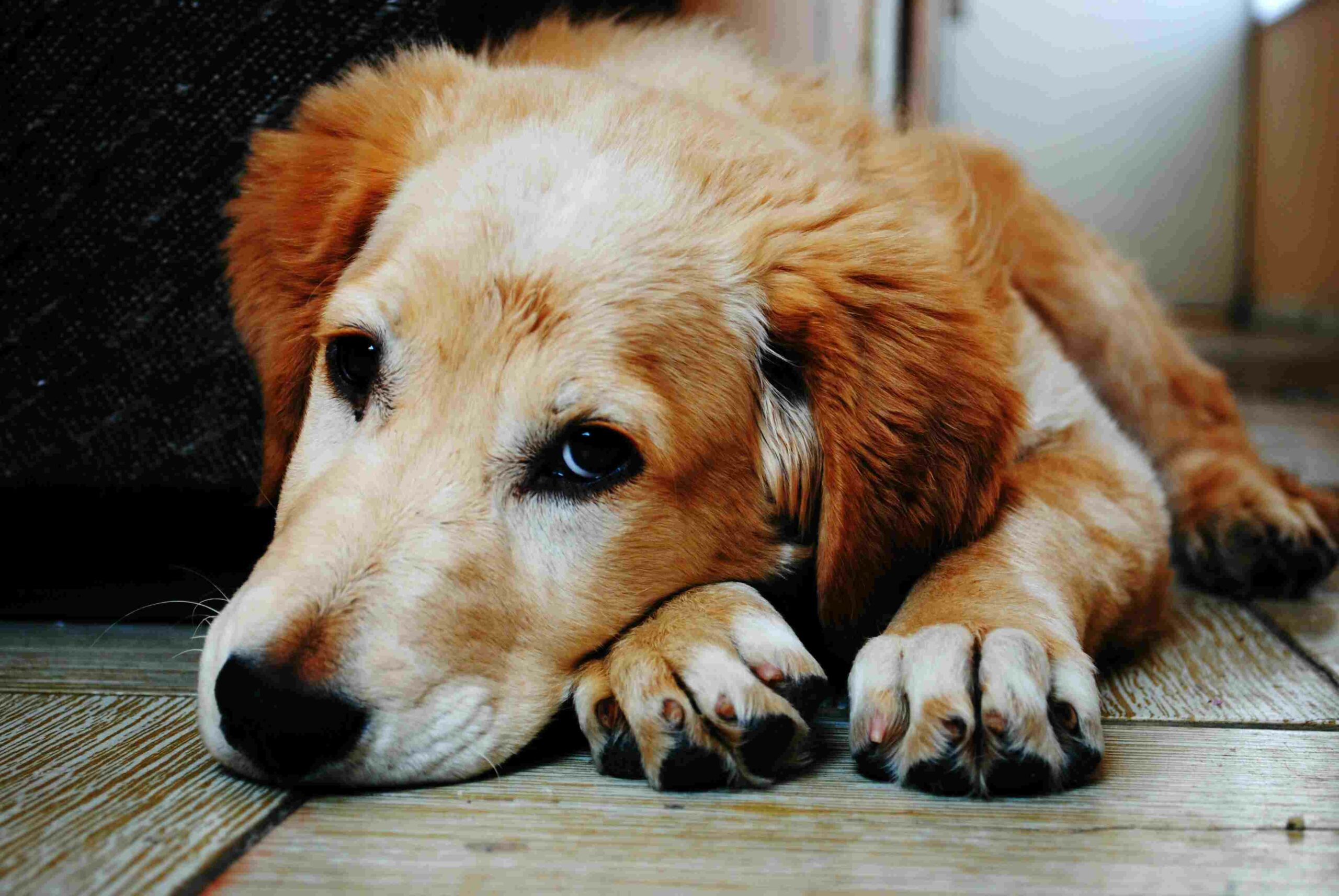 Please let us make Diwali ‘animal friendly’, appeal animal-lovers