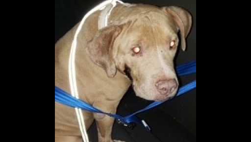 Police in Dauphin County are asking for assistance in animal abuse case