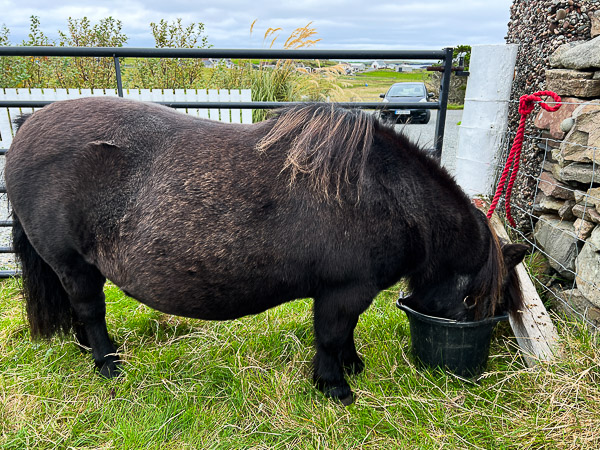 Rearranged the Ponies | My Shetland